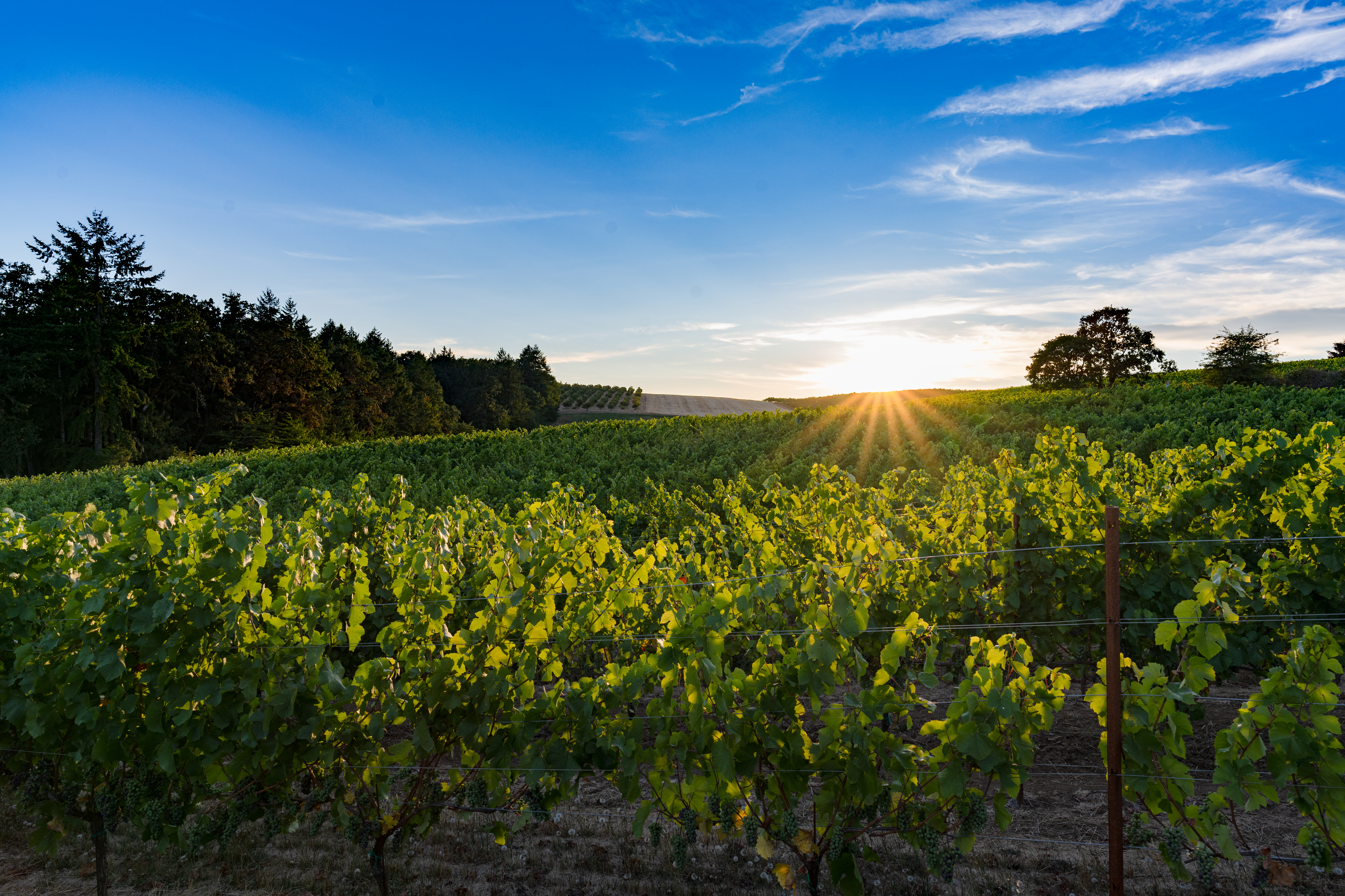 Vineyard at sunset